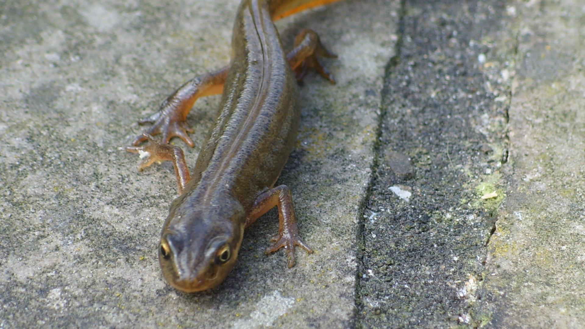 vinpootsalamander-vrouwtje-of-kleine-watersalamander.jpg