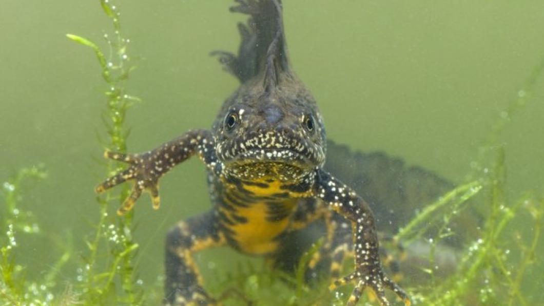 Kamsalamander