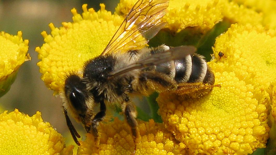 Andrena denticulata vr Emmen 25072010 AJLoonstra 02.jpg