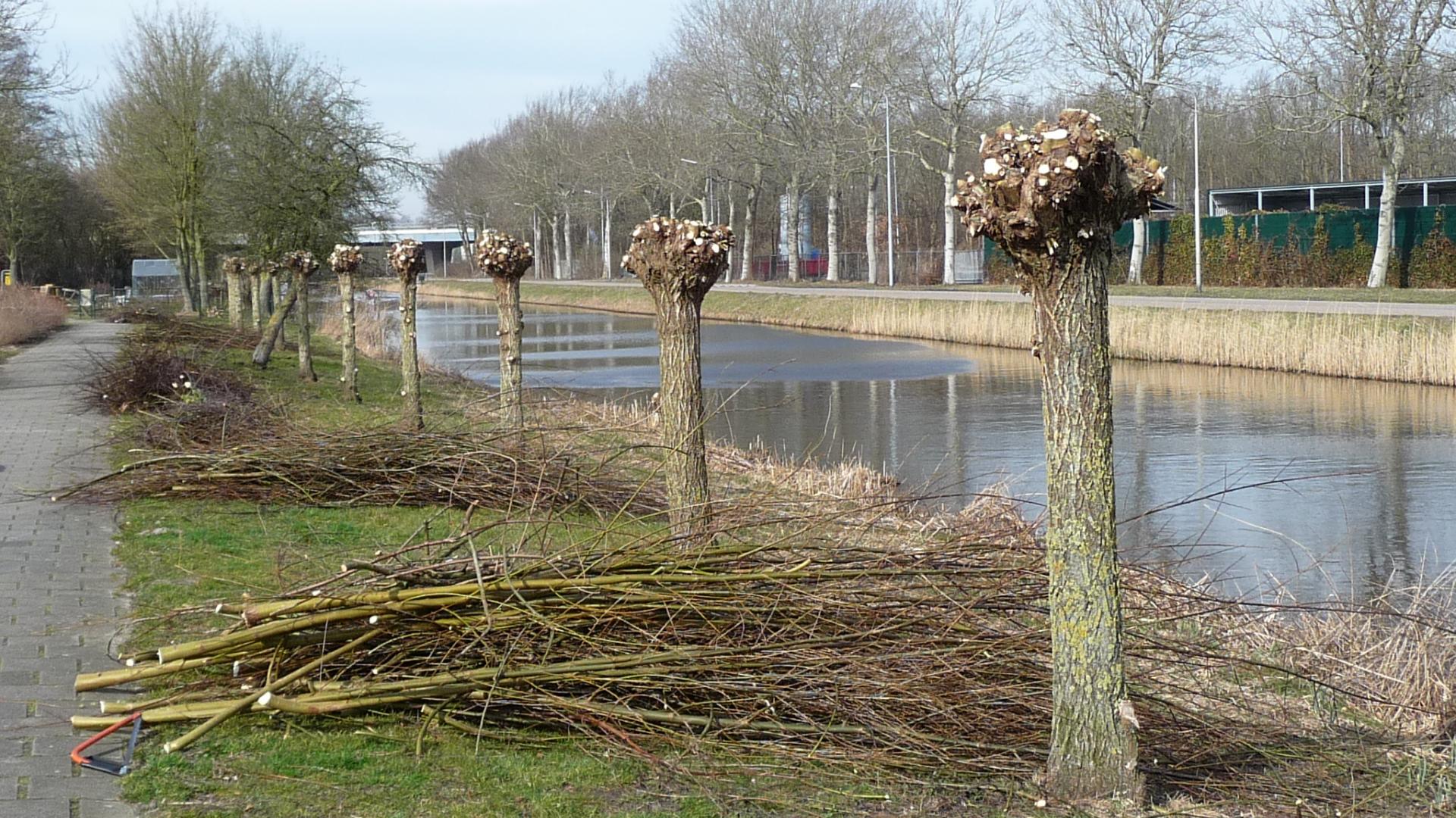 Wilgen knotten in Naarden